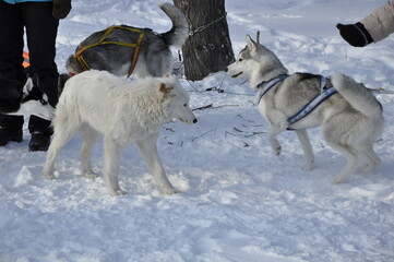 Naklejka premium Husky dogs 