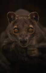 Rare fosa Cryptoprocta ferox waiting and watching its prey.