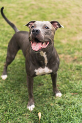 Pit bull dog playing and having fun in the park. Green grass, wooden stakes around. Selective focus