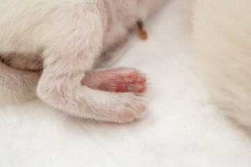 Paws of fluffy newborn kittens.