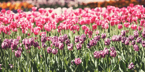 Fototapeta premium Spring sunny blooming flowers tulips