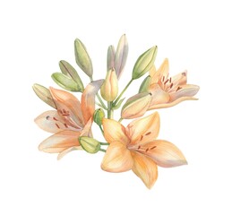 Beautiful watercolor flowers orange lilies