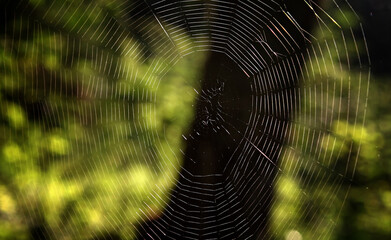 spider web in the morning