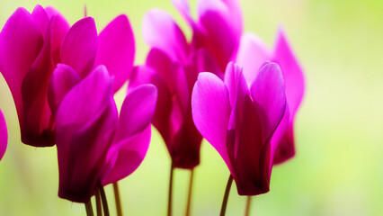 purple crocus flowers