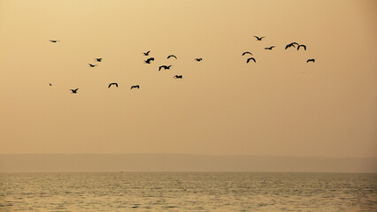 birds on the beach at sunset
