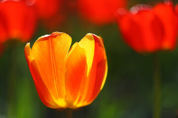 red yellow tulip