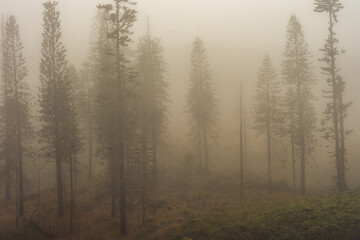Panoramic nature landscape from Iao valley in wahiee forest on Maui island, Hawai.