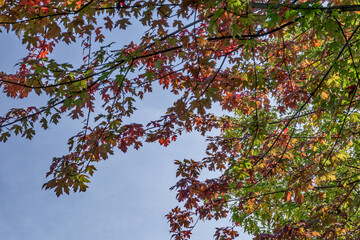 Maple tree leaves turn yellow and red under a bright blue fall sky with sunlight filtering through