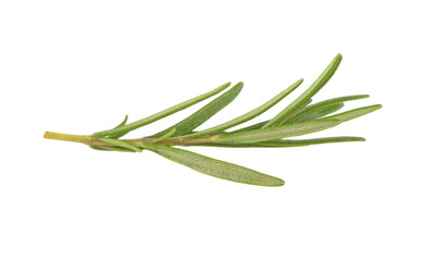 Rosemary twig and leaves isolated on white background.
