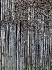 Efeu an alter Bretterwand