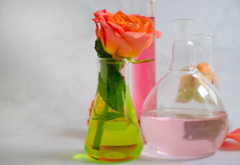 laboratory flask flower rose on a light background