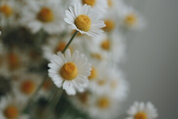 Fototapeta premium daisies in a field