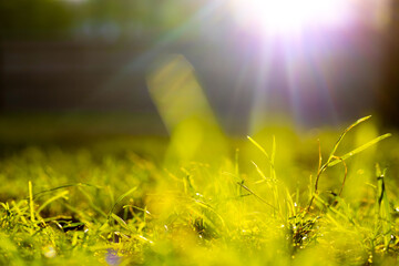 Nature background photo. Defocused grasses and direct sunlight.