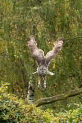 Eurasian eagle-owl