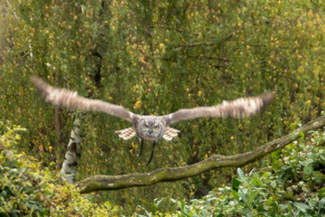 Eurasian eagle-owl