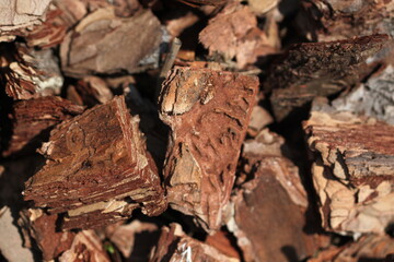 close up of a leaf of tree
