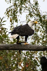 Foto op Plexiglas Bald eagle © darksideofpink