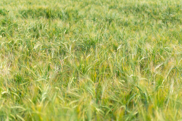 green wheat field detail summer