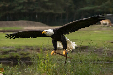 Bald eagle