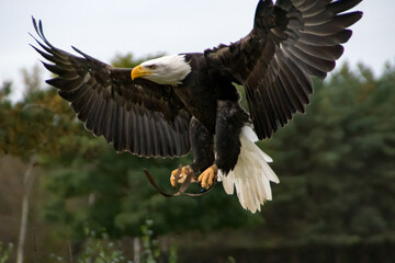 Bald eagle