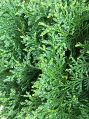 green fern background