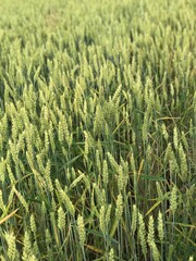 green field of wheat ears