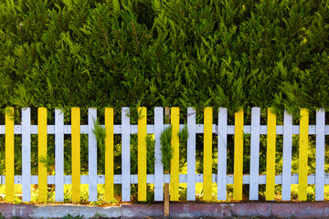 Yellow and white wooden fence in front of Cupressocyparis leylandii plant. colorful fence