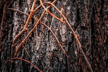 macro of a wild grape vine with dried fruit clinging to a black walnut tree