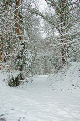 Winter snows in the woods.