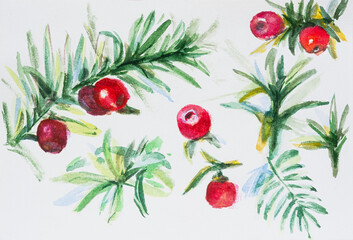 Watercolor yew berries. A green twig of an evergreen coniferous tree logo with beautiful berries. A poisonous plant. Winter watercolor sketch drawing. Illustration on watercolor paper, not isolated
