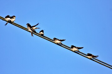 Vögel auf Stromleitung