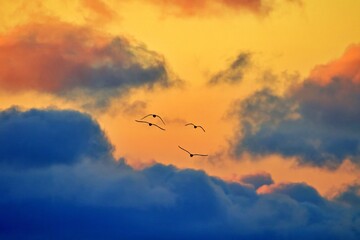 Fliegende Vögel vor dicken Wolken