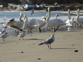 Beautiful swans birds during sunset  in Black sea at Varna - BG