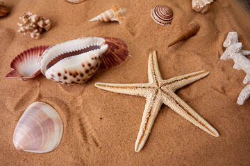 Fototapeta na wymiar Star fish and sea shells