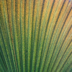 background of palm leaf