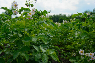 Young potatoes bloom in the beds of a farmer's field in abundance.
