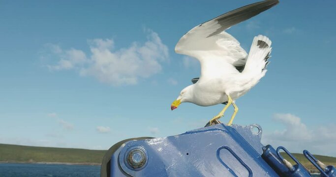 Seagull standing on the back of a boat looking for great white sharks and fish
