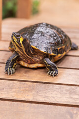 Close-up portrait of a turtle head. The background is blurred by the technique of photography.