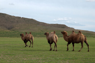 Three wild bactrian camels, camelus ferus, walking free in the mongolian countryside. Rural area...
