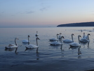 Beautiful swans and birds in Black sea at Varna - BG