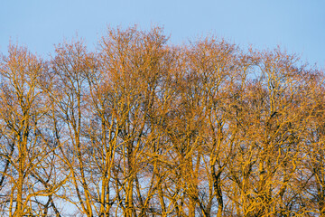 Maple trees in the golden evening light of winter.