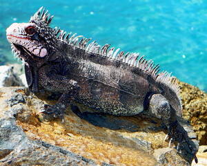 Green Iguana