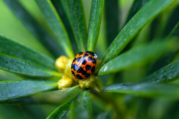ladybug on a flower leaf on a spring day