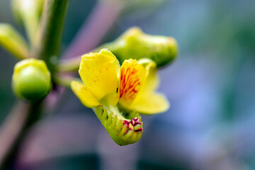 Obraz premium yellow flower with natural green background