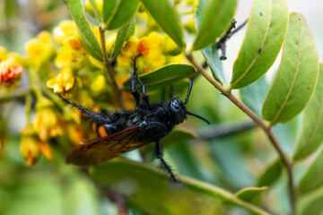 Close-up of a bee collecting nectar and spreading pollen