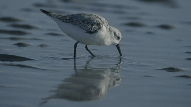birding calidris