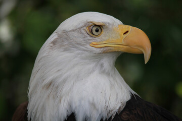 american bald eagle