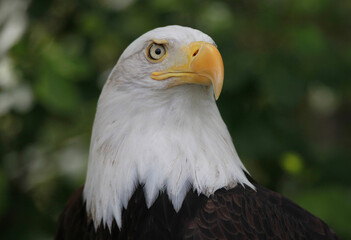 american bald eagle
