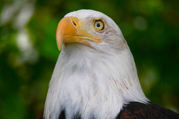 american bald eagle