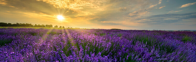 Fototapeta na wymiar Beautiful summer sunset over lavender field - panorama